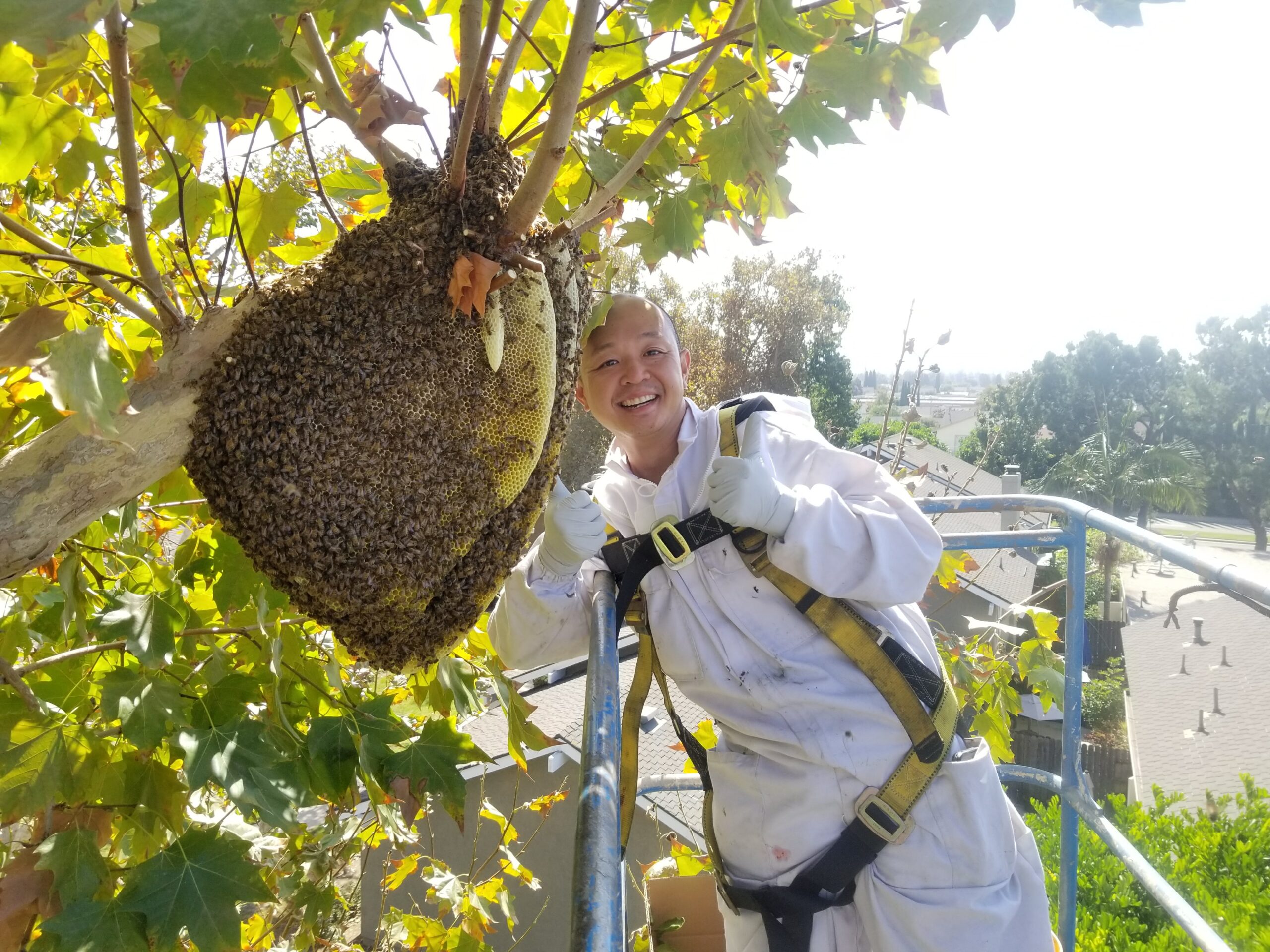 Bee Man Dan live bee removal in San Diego