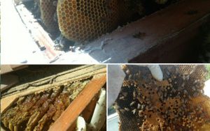 Bee Relocation To A More Suitable Area