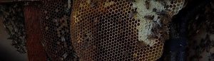 Bee removal in La Jolla