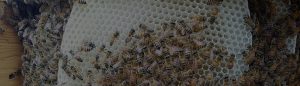 Bee removal in San Marcos